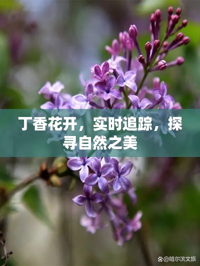 丁香花開，實(shí)時追蹤，探尋自然之美