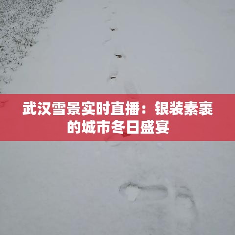 武漢雪景實(shí)時(shí)直播：銀裝素裹的城市冬日盛宴