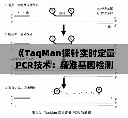 《TaqMan探針實(shí)時(shí)定量PCR技術(shù)：精準(zhǔn)基因檢測的利器》