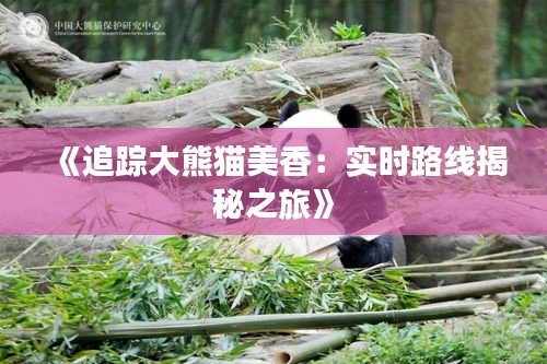 《追蹤大熊貓美香：實(shí)時(shí)路線揭秘之旅》