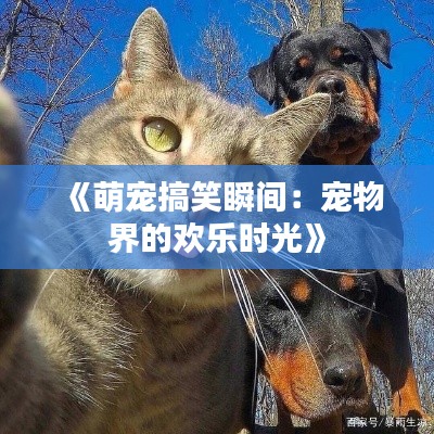 《萌寵搞笑瞬間：寵物界的歡樂時光》