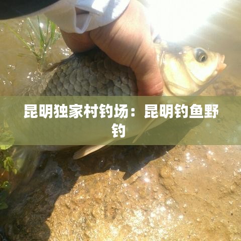 昆明獨家村釣場：昆明釣魚野釣 