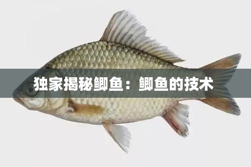 獨(dú)家揭秘鯽魚(yú)：鯽魚(yú)的技術(shù) 