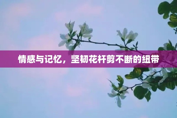 情感與記憶，堅(jiān)韌花桿剪不斷的紐帶