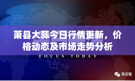 蕭縣大蒜今日行情更新，價格動態(tài)及市場走勢分析