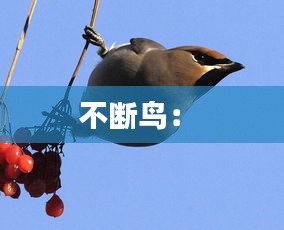 不斷鳥： 