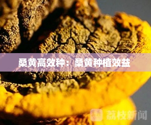 桑黃高效種：桑黃種植效益 