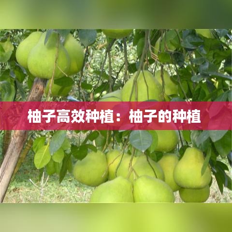 柚子高效種植：柚子的種植 