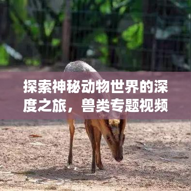 探索神秘動物世界的深度之旅，獸類專題視頻獨(dú)家呈現(xiàn)