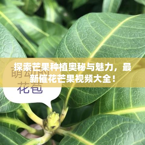 探索芒果種植奧秘與魅力，最新催花芒果視頻大全！