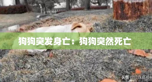 狗狗突發(fā)身亡：狗狗突然死亡 