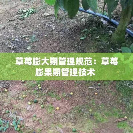 草莓膨大期管理規(guī)范：草莓膨果期管理技術(shù) 