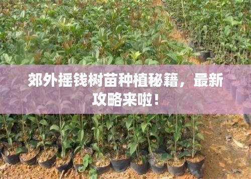 郊外搖錢樹苗種植秘籍，最新攻略來啦！