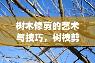 樹木修剪的藝術(shù)與技巧，樹枝剪不斷的精妙之處視頻展示