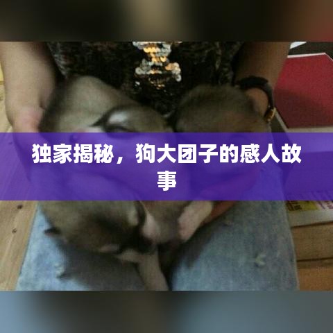 獨家揭秘，狗大團子的感人故事