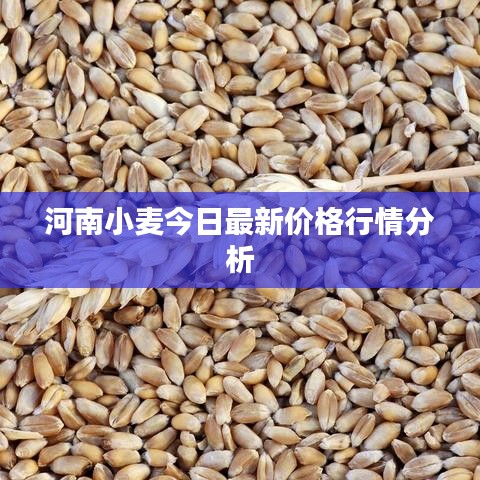 河南小麥今日最新價格行情分析