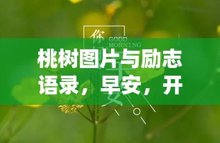 桃樹圖片與勵志語錄，早安，開啟希望與努力的每一天