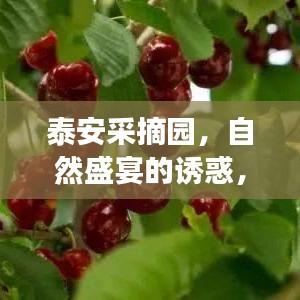 泰安采摘園，自然盛宴的誘惑，盡享樂趣的絕佳去處！百度帶你領(lǐng)略采摘魅力