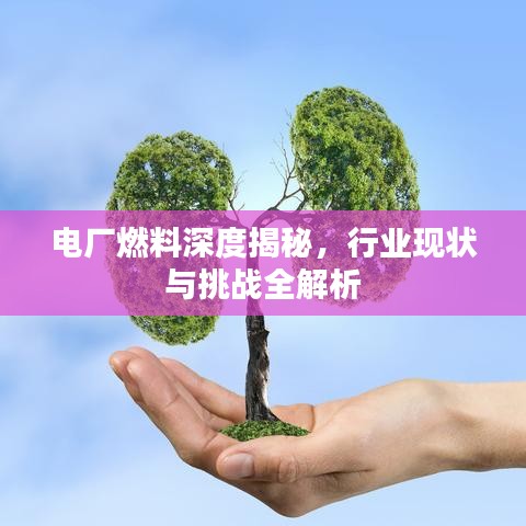 電廠燃料深度揭秘，行業(yè)現(xiàn)狀與挑戰(zhàn)全解析