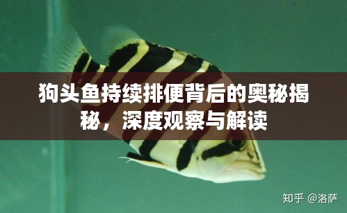 狗頭魚持續(xù)排便背后的奧秘揭秘，深度觀察與解讀